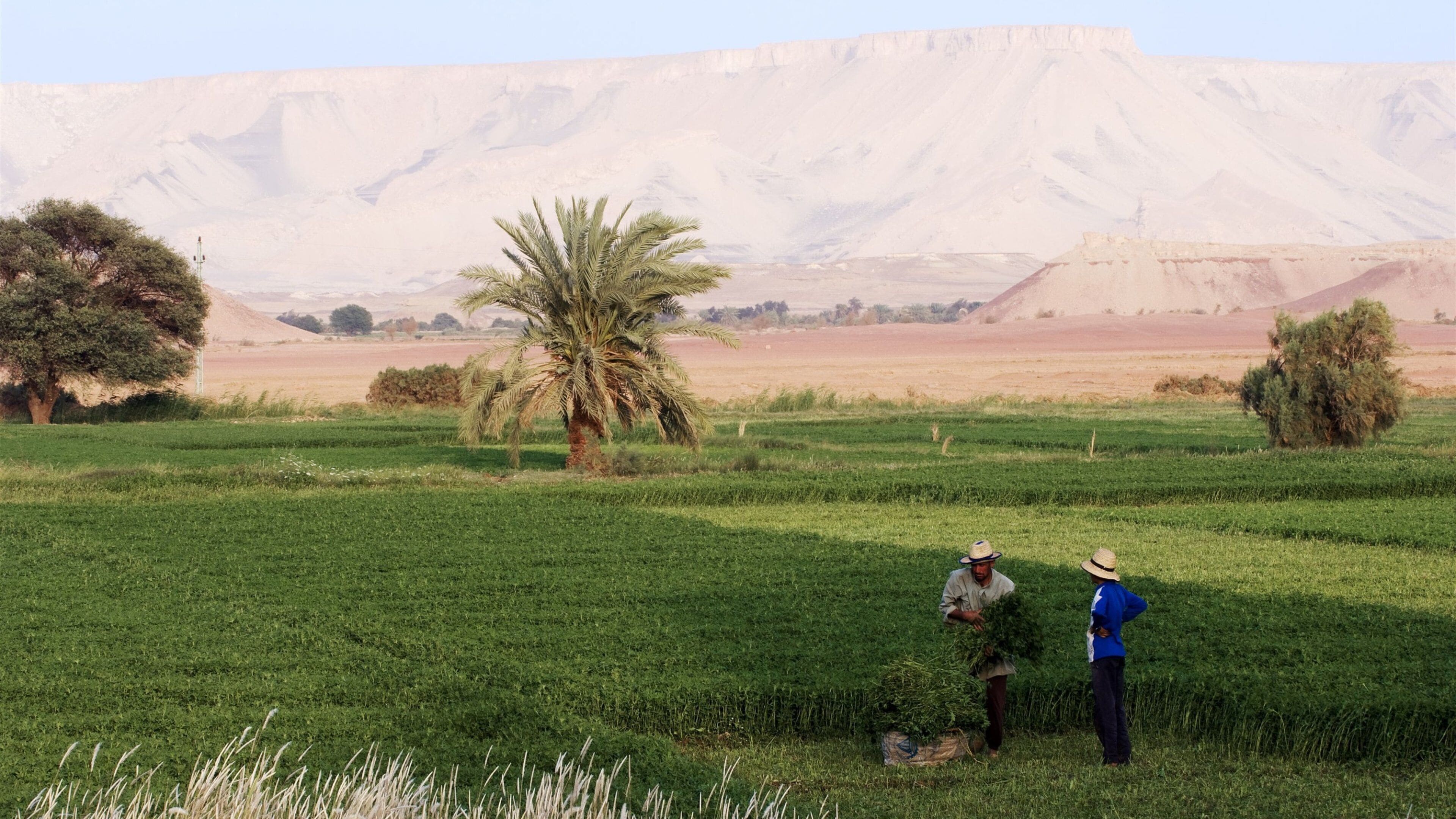 Égypte montrant paysages paisibles, terre agricole et vues du désert