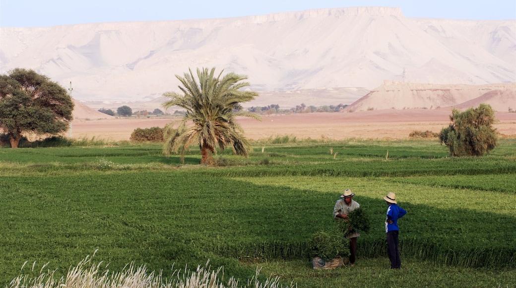 Egypt which includes tranquil scenes, farmland and desert views