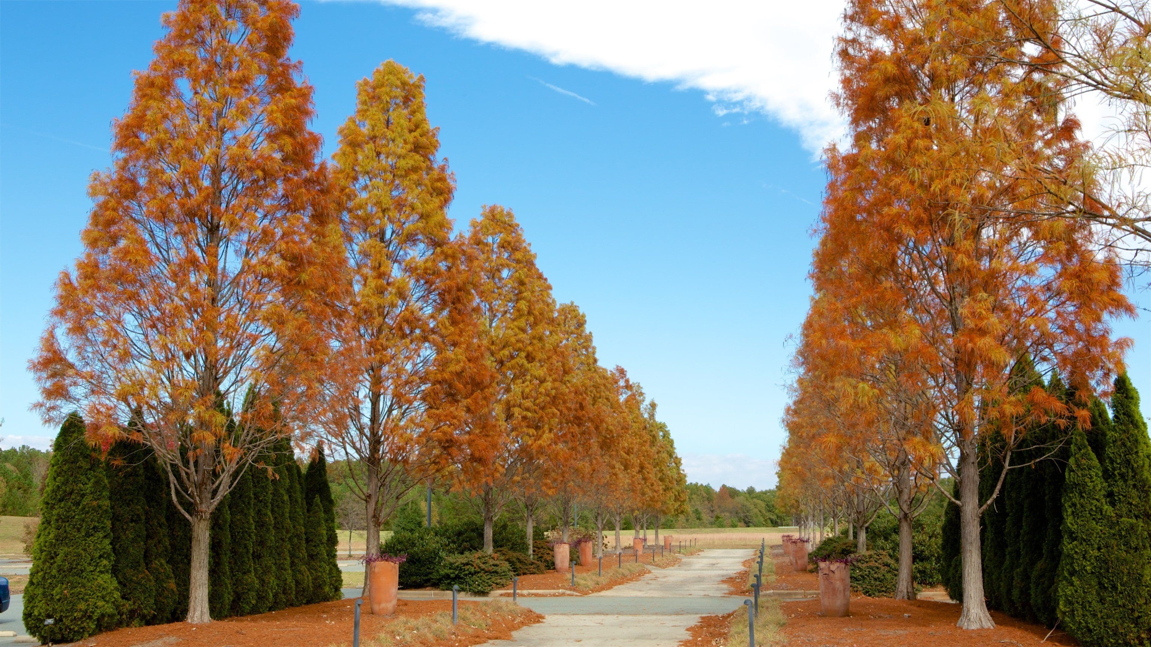 シャーロット フィーチャー 秋の紅葉 と 公園