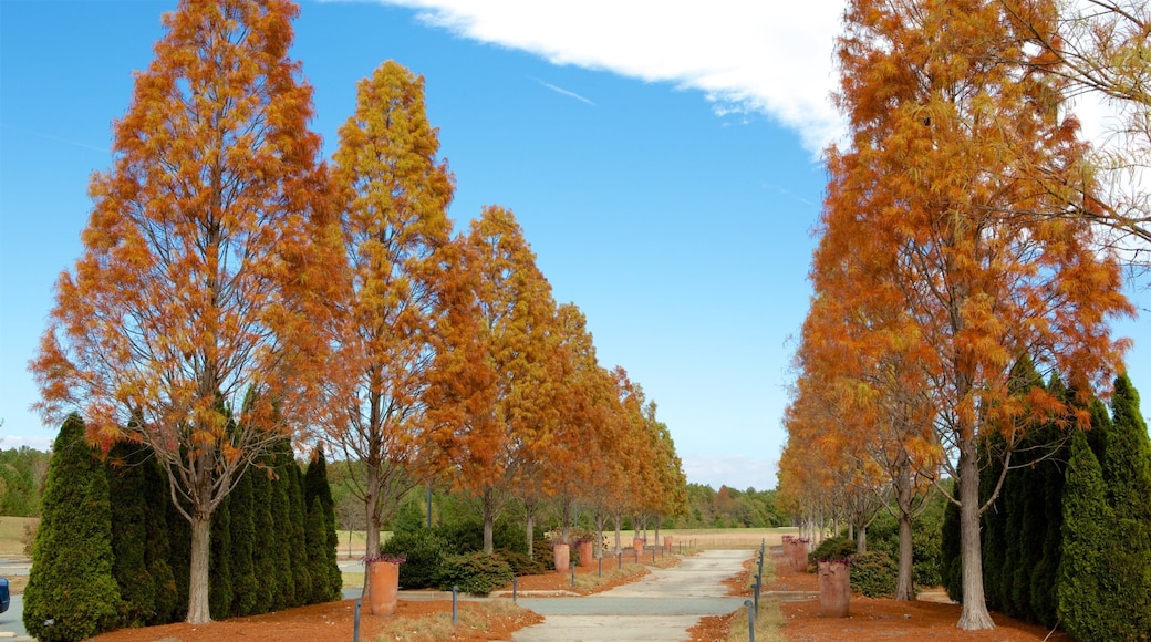 シャーロット フィーチャー 秋の紅葉 と 公園