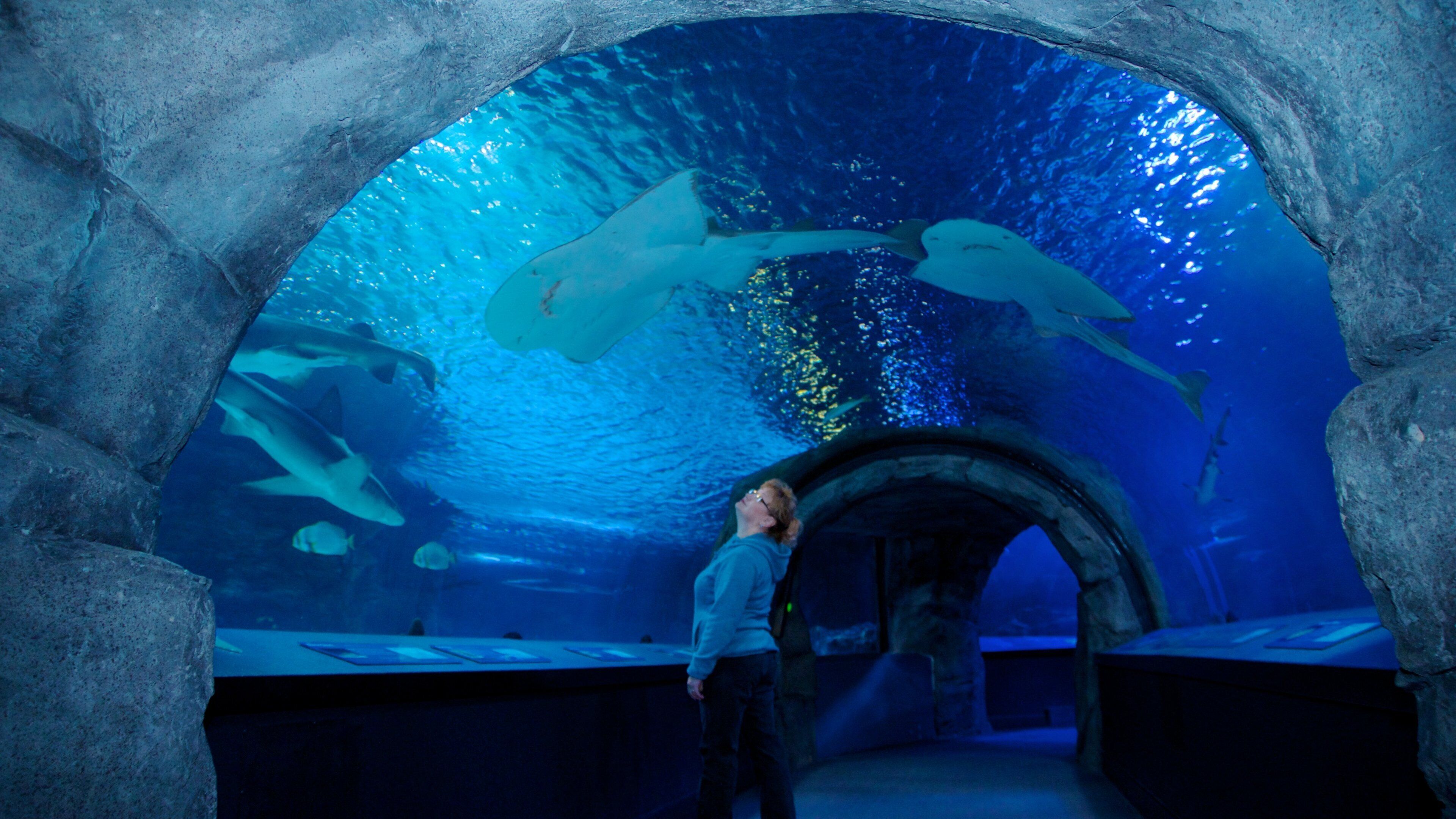 Exploring the depths of Cincinnati's aquatic wonders in Ohio