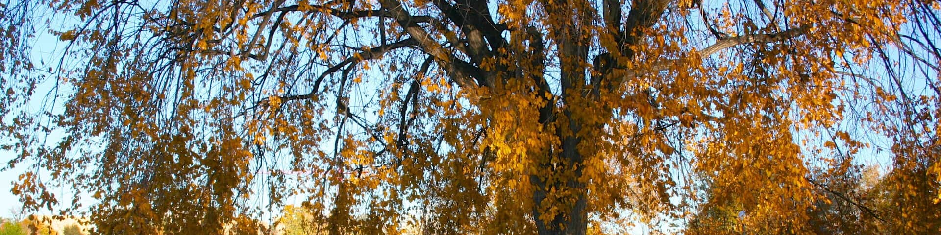 Beautiful autumn day in Denver showcasing vibrant foliage and serene lakeside park activity