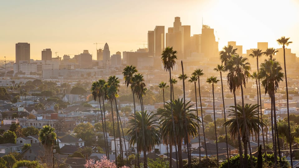 A cityscape with palm trees in the foreground and a skyline of tall buildings in the background.