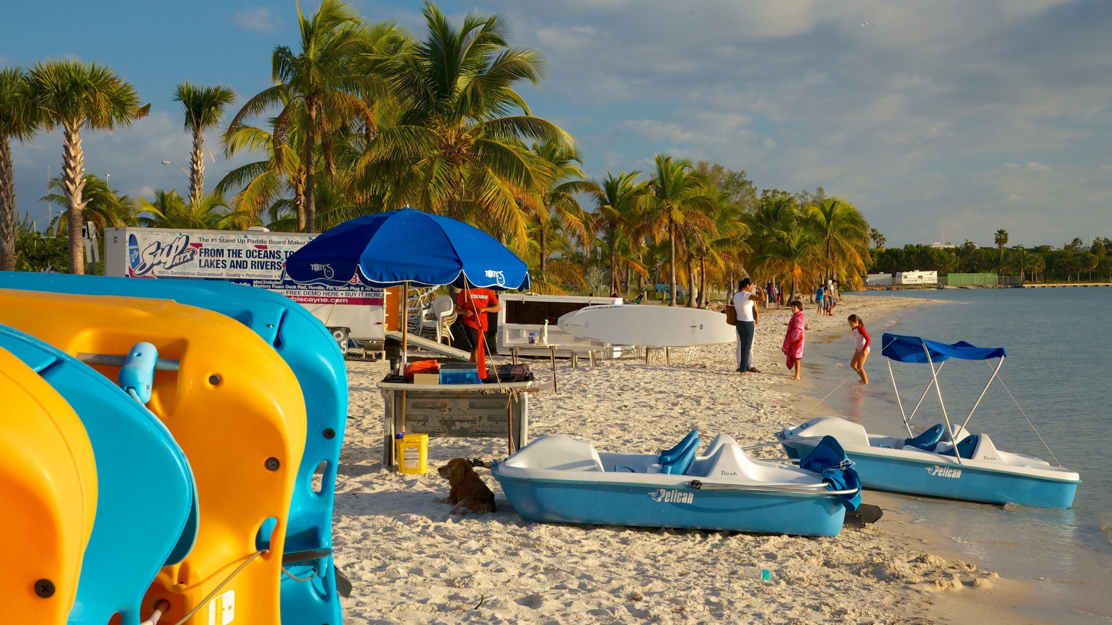 A beach with paddleboards, a dog, and people near the water.