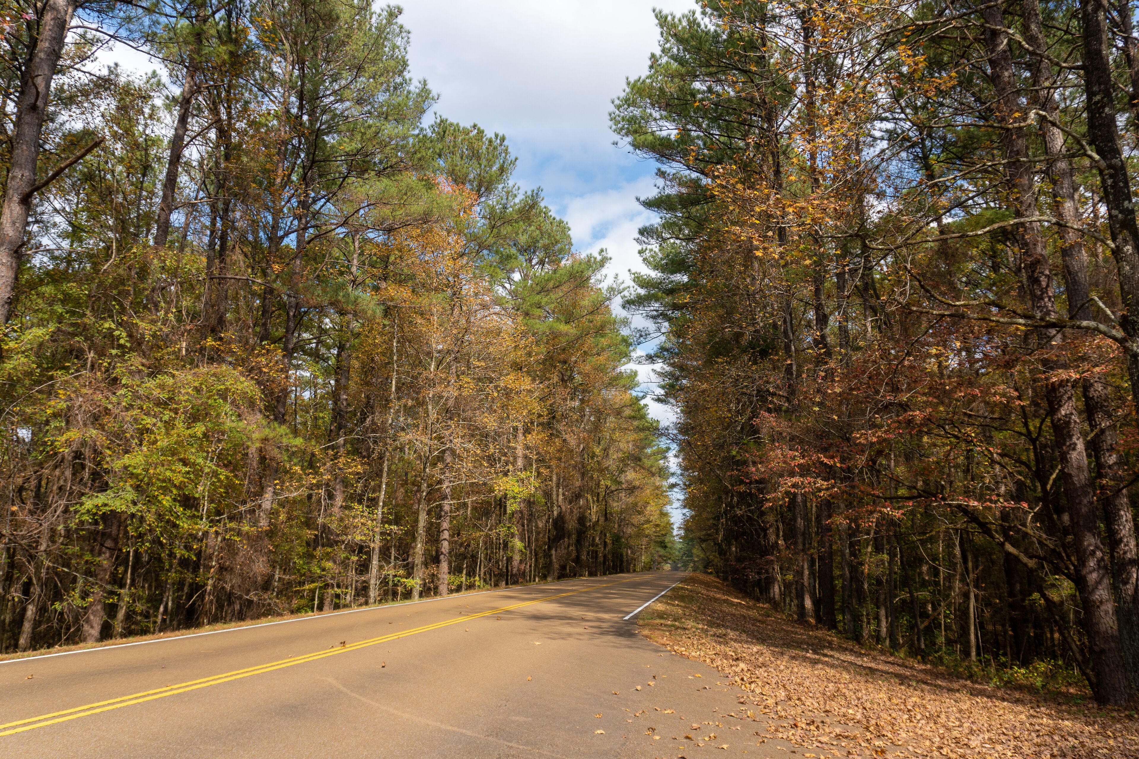 Une route à deux voies bordée de forêts denses aux feuillages d’automne.