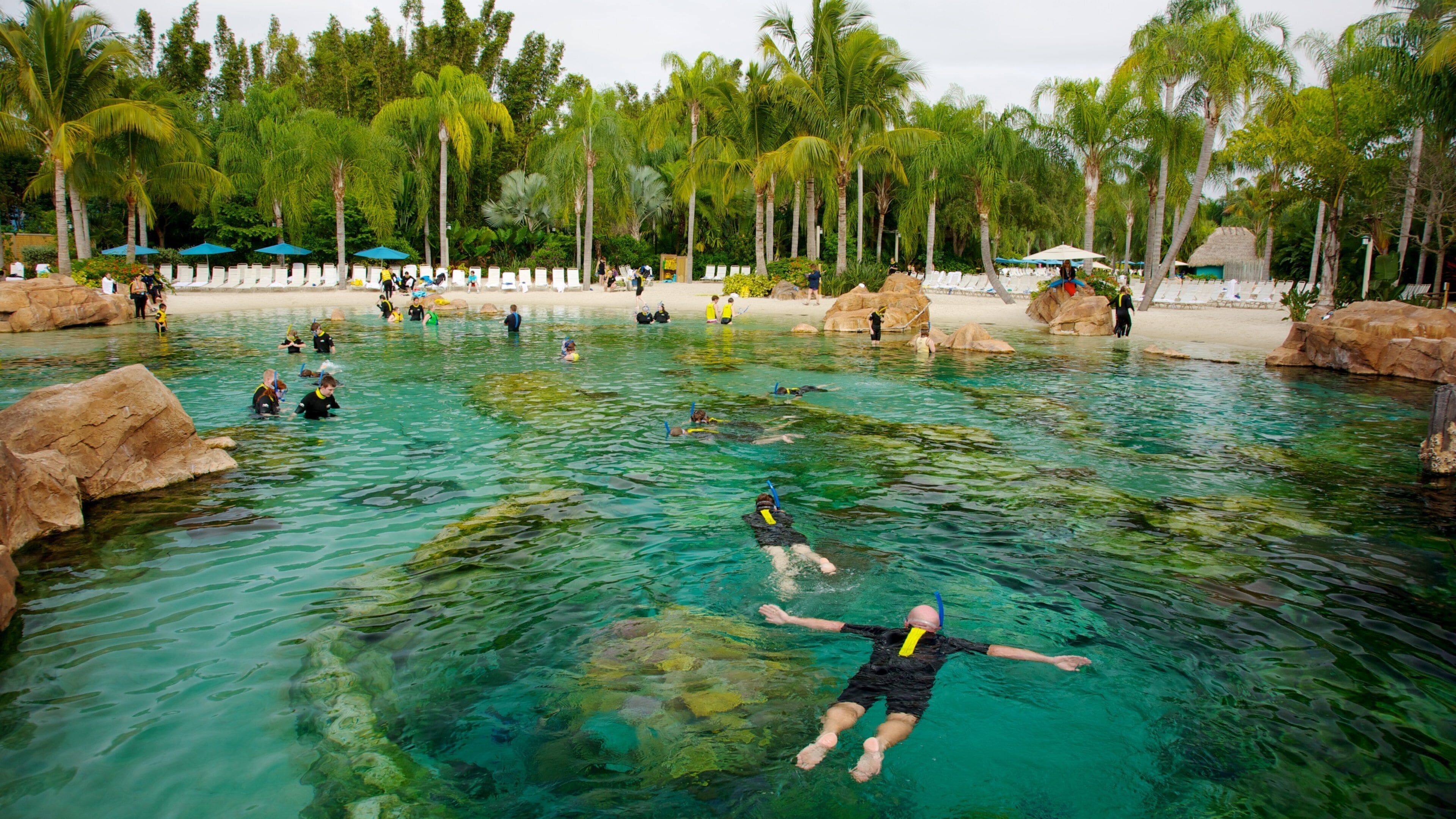 A tropical pool surrounded by palm trees and rocks.