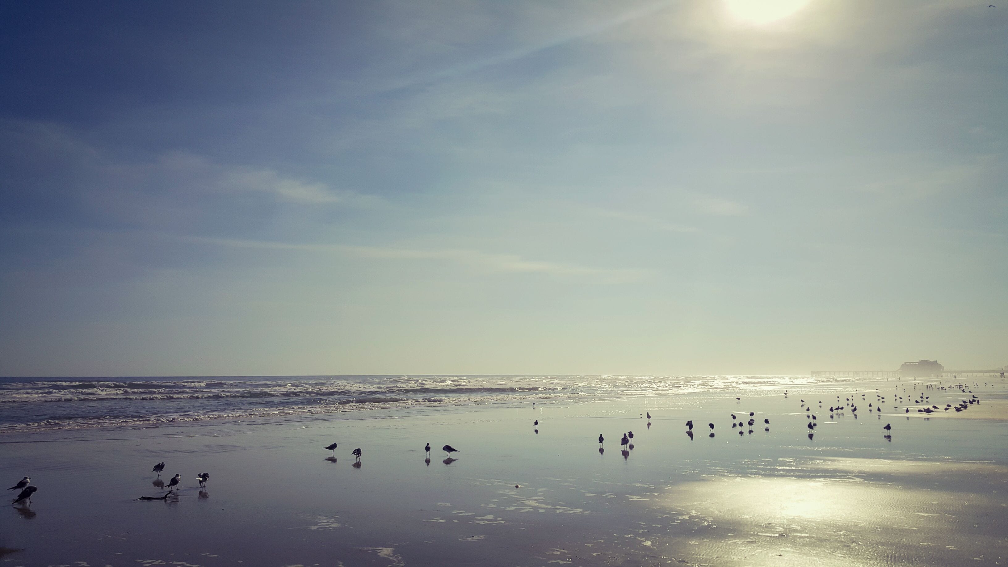 A beach with birds on the sand and the ocean in the background.