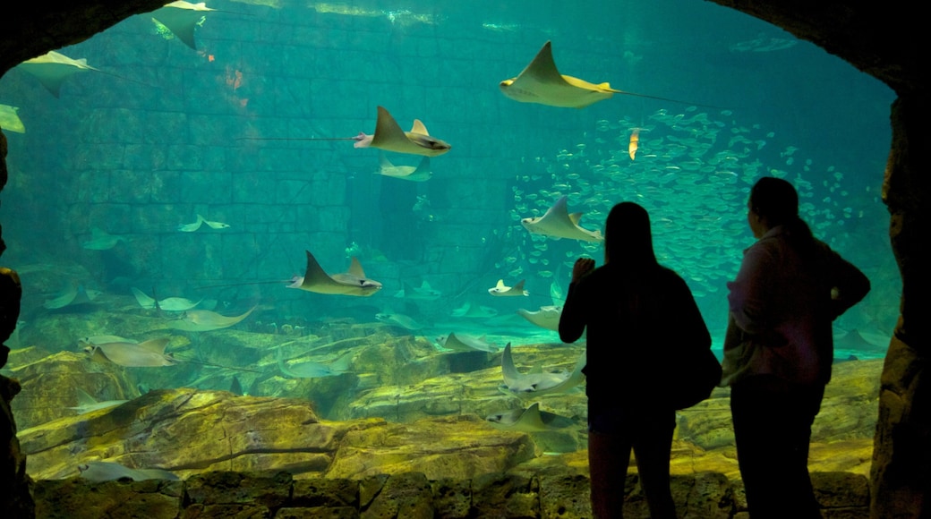 Visitors observe rays swimming gracefully in an aquarium located in Orlando, Florida, showcasing marine life and vibrant ecosystems