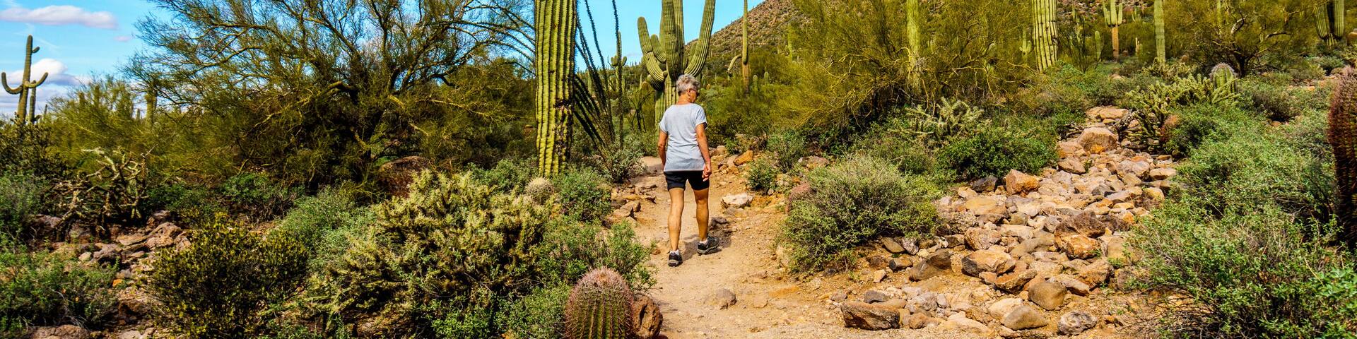 Woman on a hike on the hiking trail surrounded by Saguaro and other Cacti to the Wind Cave in Usery Mountain in Tonto National Forest near Phoenix Arizona
