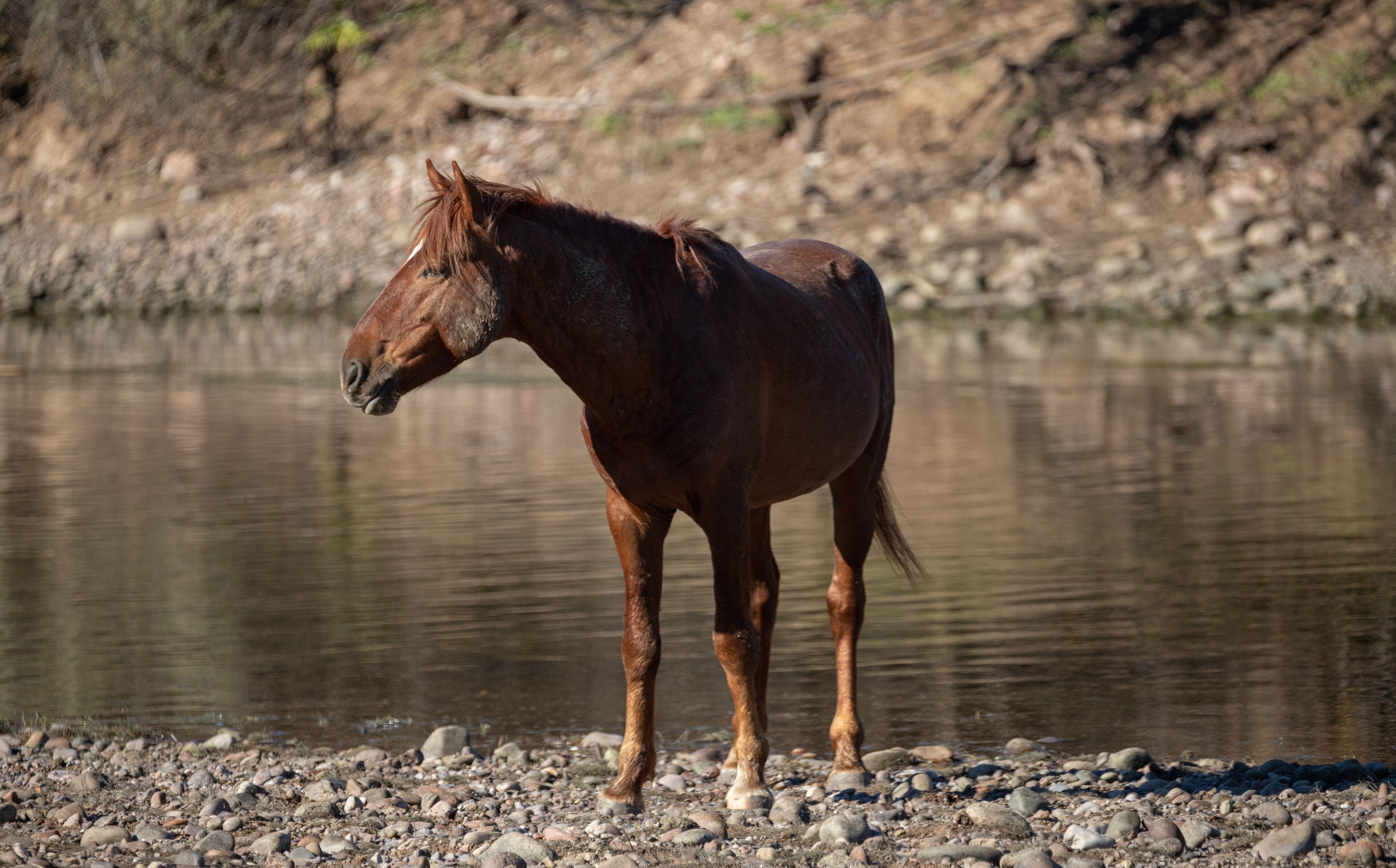 Bright red bay wild stallion on the gravel banks of the Salt River near Mesa Arizona United States