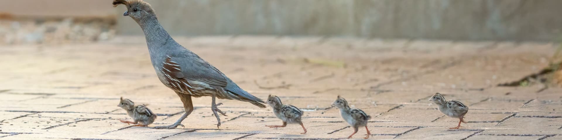 USA, Arizona, Buckeye. Mother Gambel's quail and newly hatched chicks.