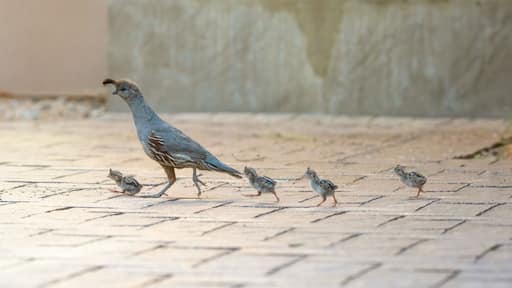 USA, Arizona, Buckeye. Mother Gambel's quail and newly hatched chicks.