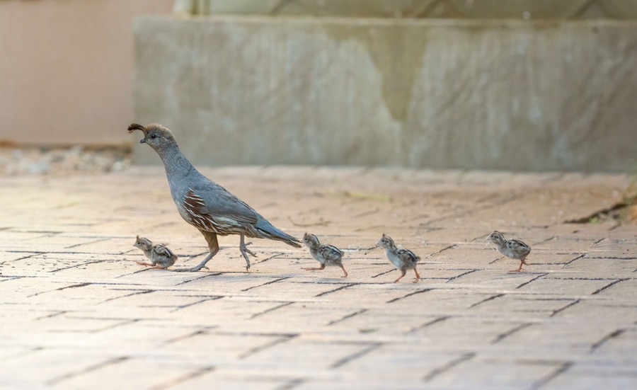 USA, Arizona, Buckeye. Mother Gambel's quail and newly hatched chicks.