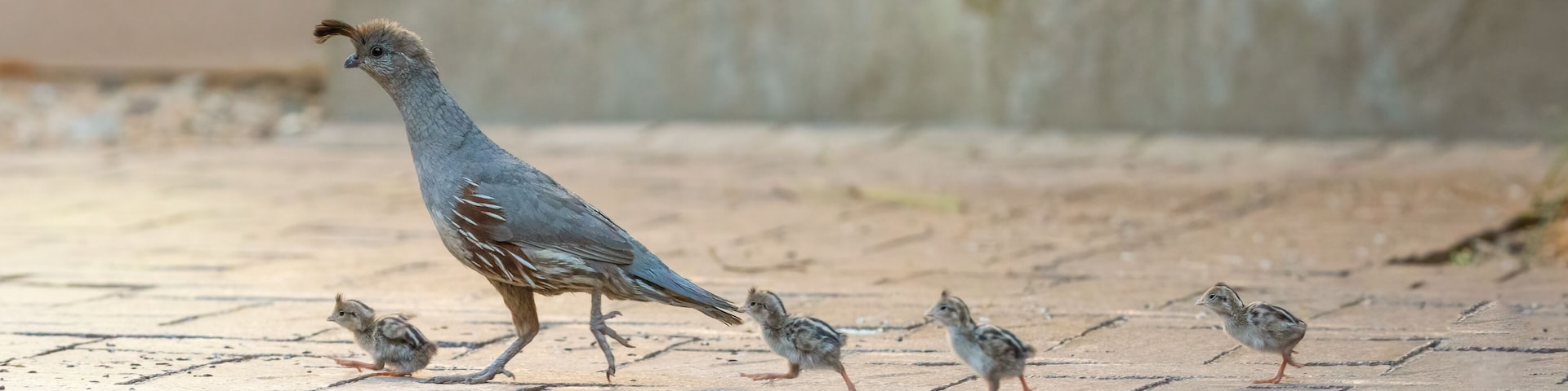USA, Arizona, Buckeye. Mother Gambel's quail and newly hatched chicks.