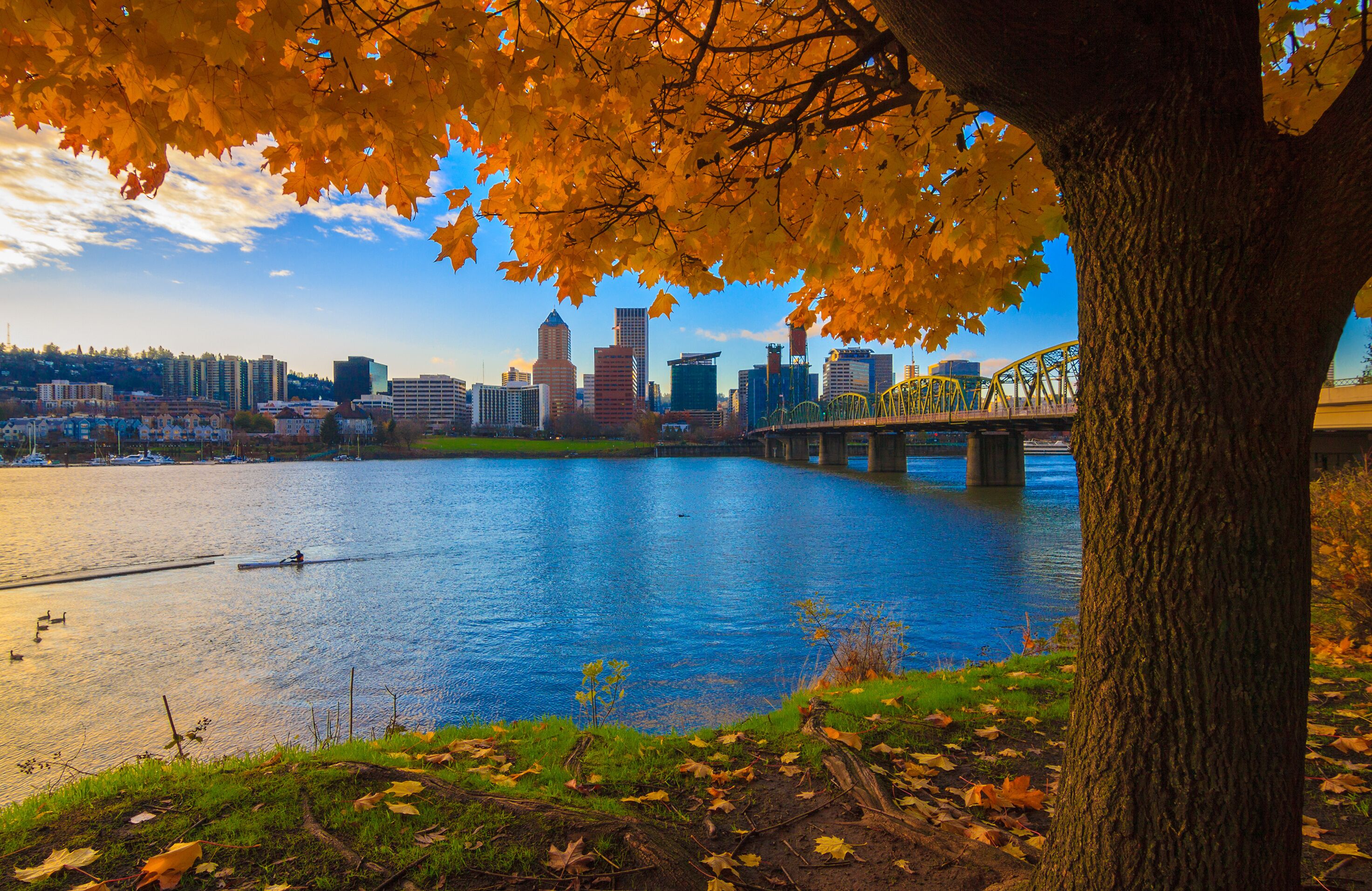A river with a city skyline in the background, a bridge, and autumn leaves on a tree.