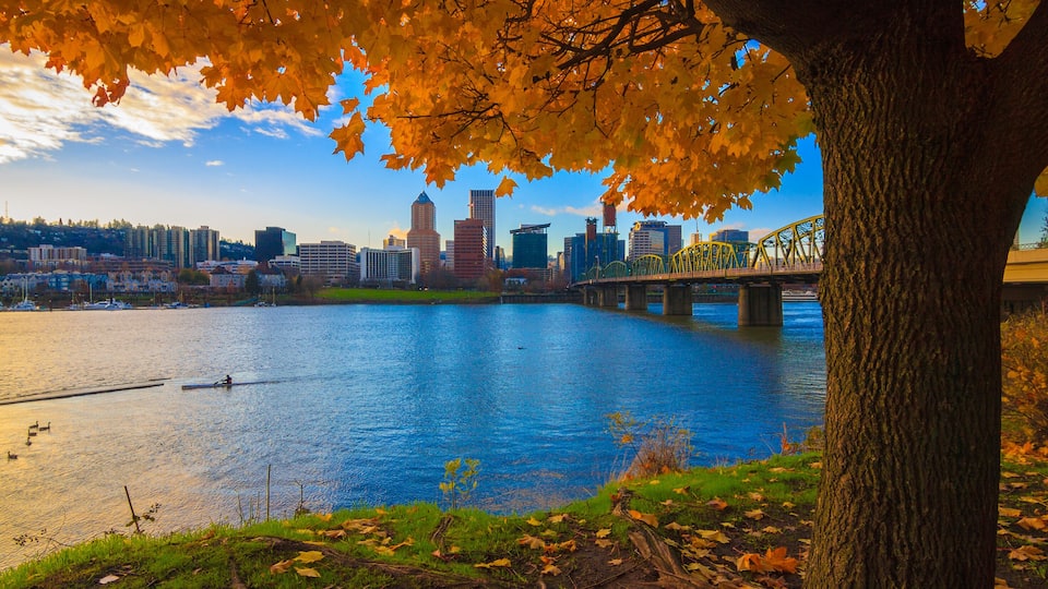 A river with a city skyline in the background, a bridge, and autumn leaves on a tree.