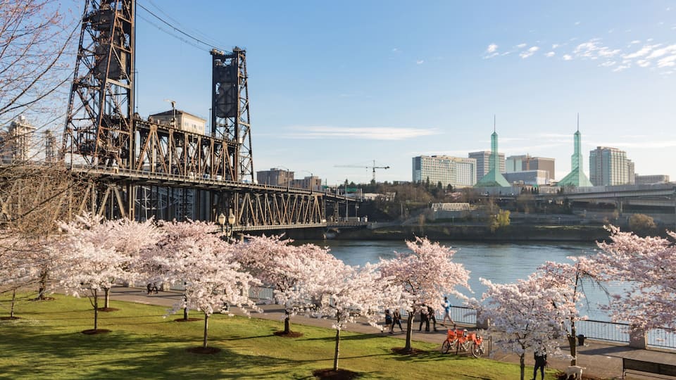 A park with cherry blossom trees, a bridge, and a city skyline in the background.