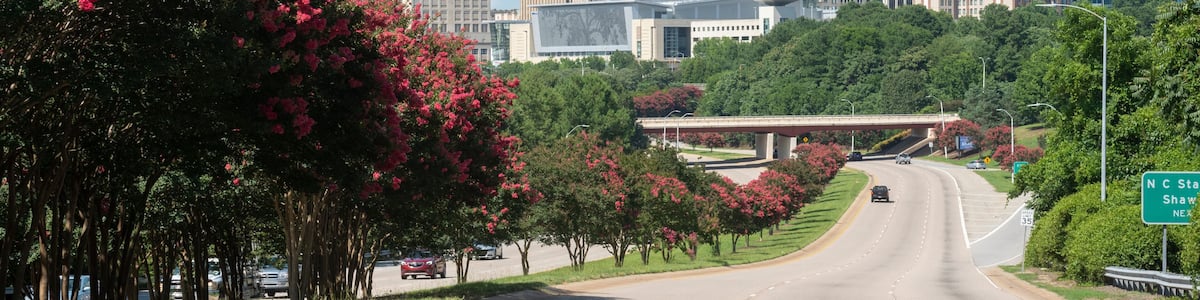 Une autoroute avec, en arrière-plan, la silhouette d’une ville, le tout bordé d’arbres aux fleurs roses.