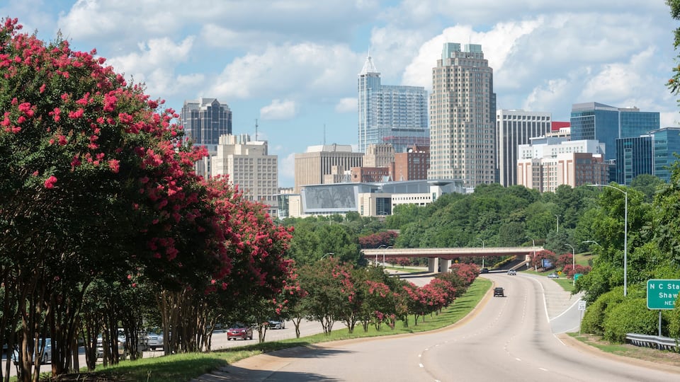 A highway with a city skyline in the background, surrounded by trees with pink flowers.