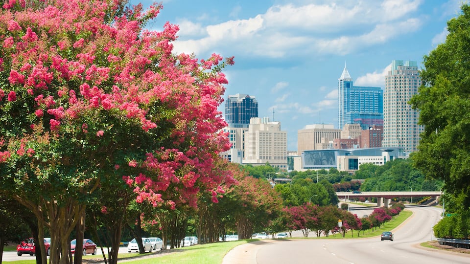 A cityscape with a prominent building with a pointed top, a curved road lined with pink flowering trees, and a clear blue sky.