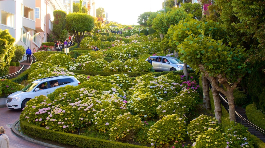 San Francisco som viser hage, blomster og gatescener