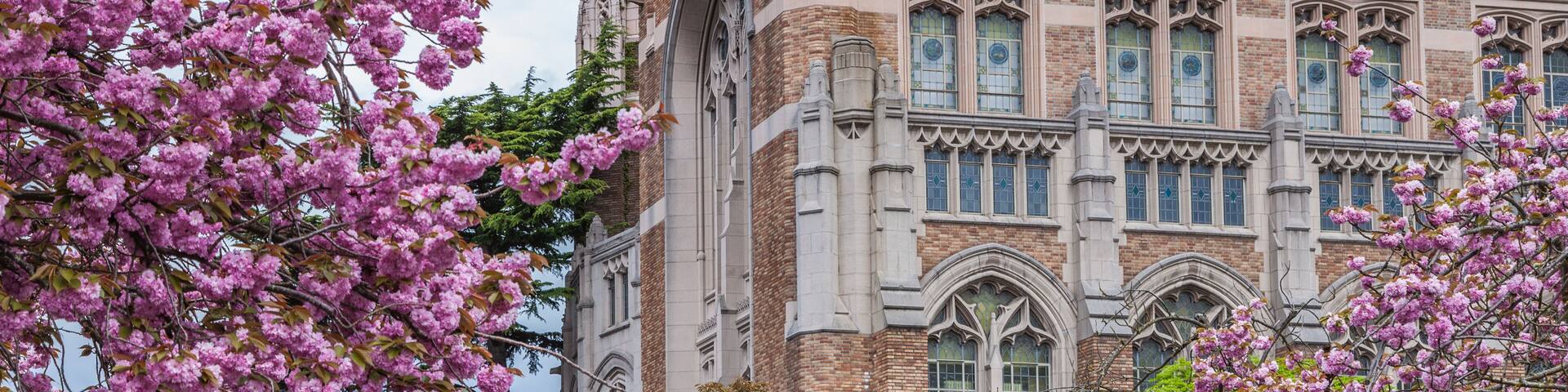 Cherry blossom trees at University of Washington