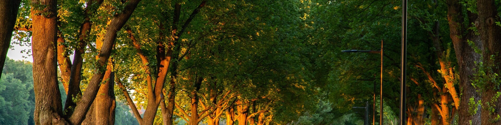 A tree-lined pathway with people walking and sitting.