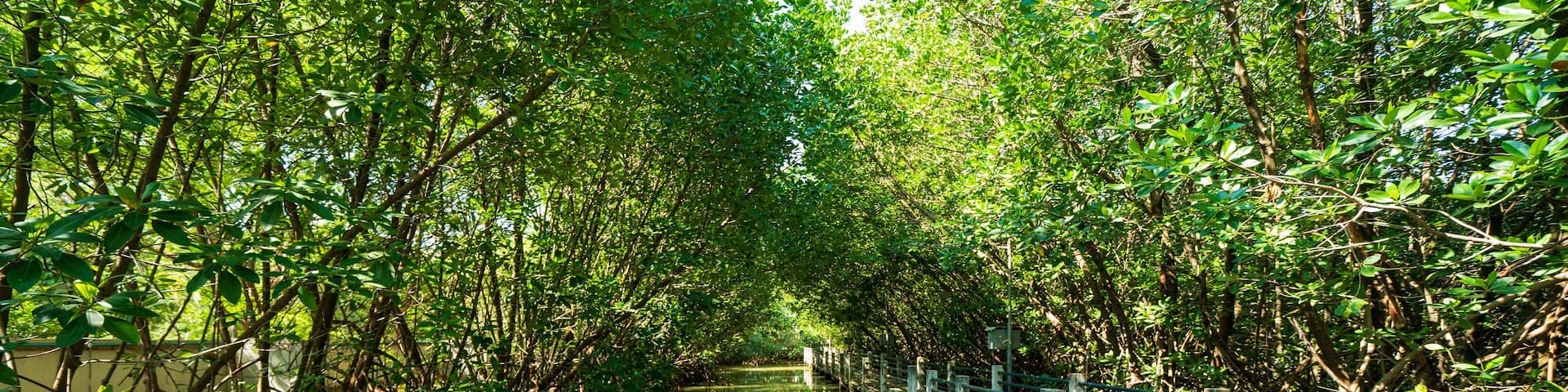 A narrow waterway flanked by dense mangrove trees and a wooden walkway.