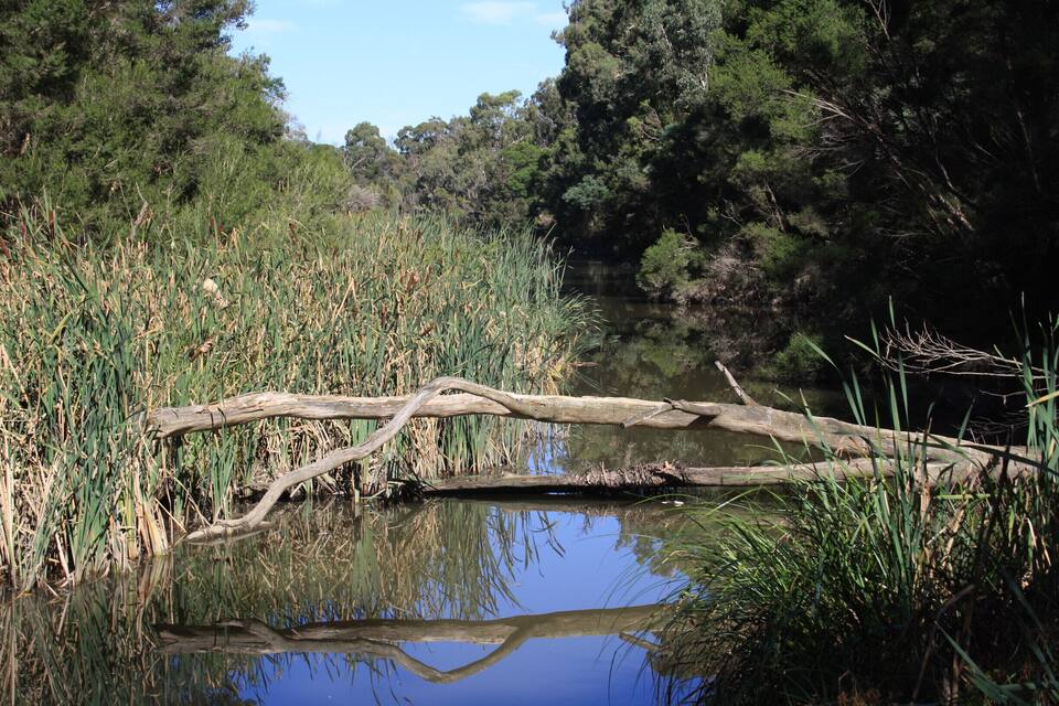 A calm river with a fallen tree in the middle, surrounded by dense greenery and trees in the background.
