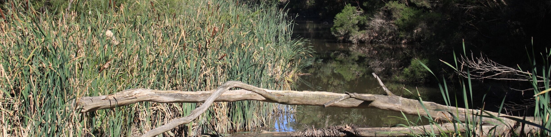 A quiet oasis in an area of relentless suburbia.