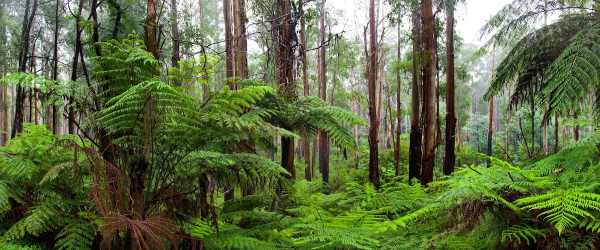 Rainforest In The Dandenong Ranges, Victoria, Australia