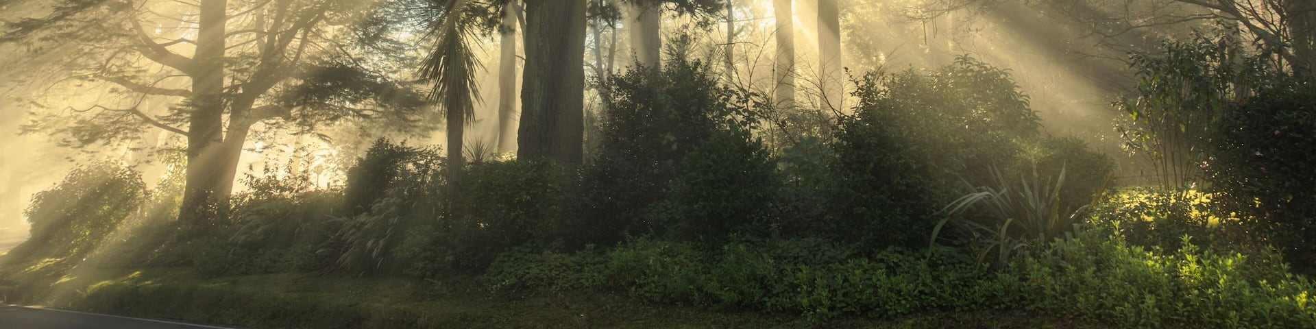 A forest with tall trees and sunlight filtering through the canopy.