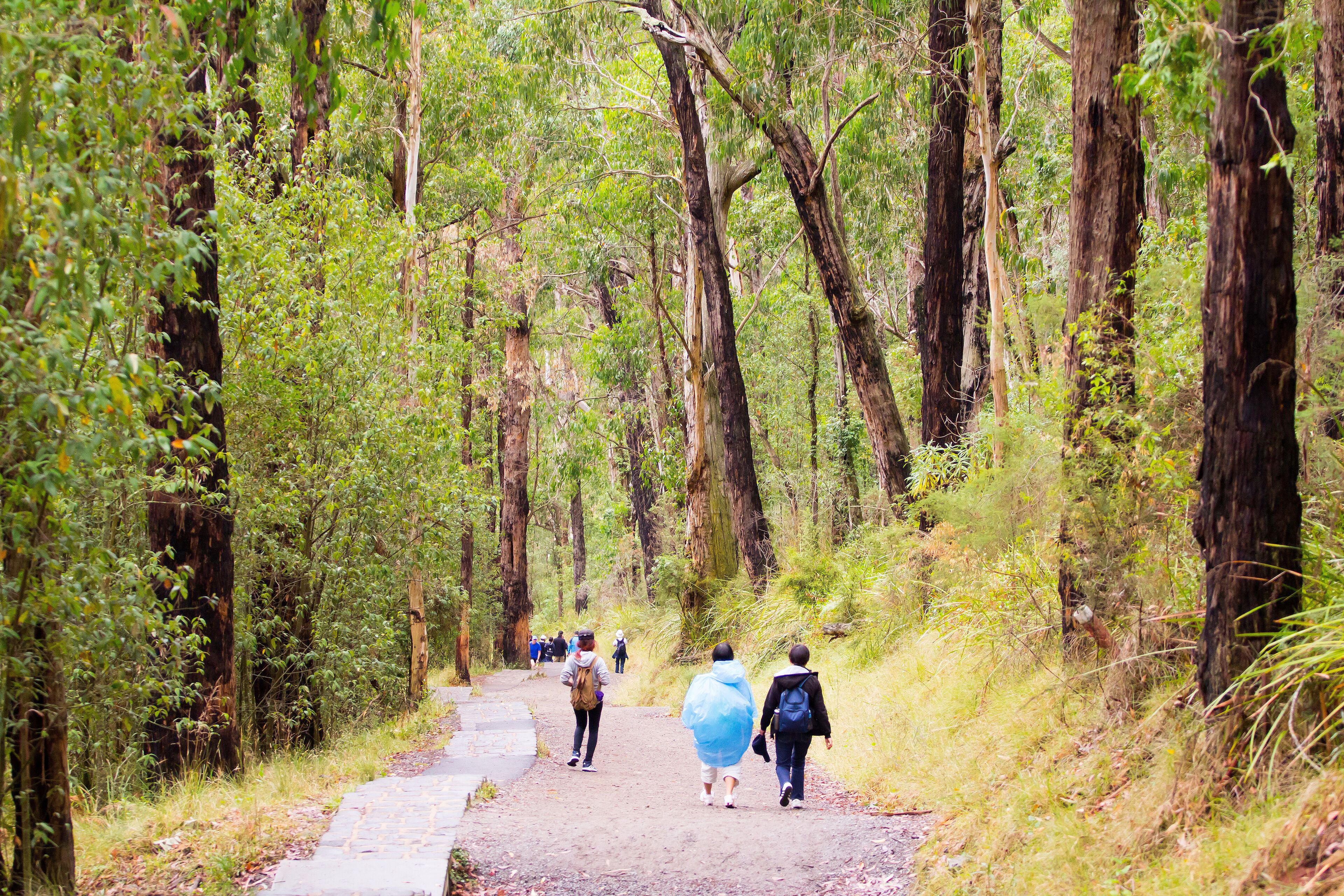 Kokoda, Melbourne, Australia-26 January 2016: People exercise, climb up the hill. The nature is good, the weather is good.