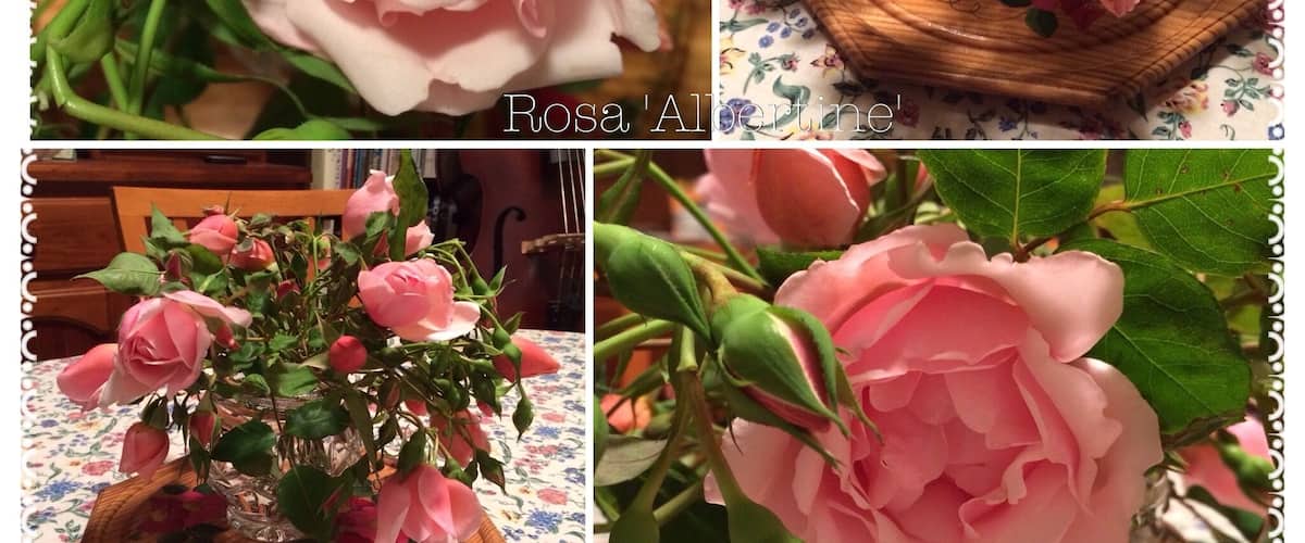 Rosa 'Albertine' - a collage from my #Spring garden.  Fragrant rambling climber!