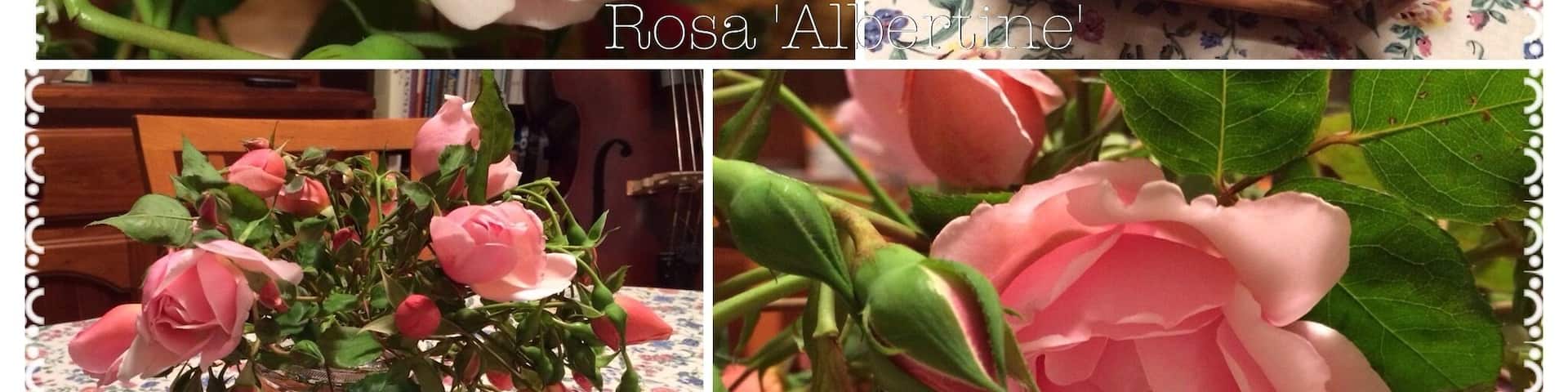 Rosa 'Albertine' - a collage from my #Spring garden. Fragrant rambling climber!