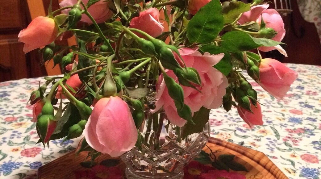 Rosa 'Albertine' in crystal bud vase from my Spring garden in Glen Waverley.
A fragrant rambling climber that grows abundantly on my sunny back house wall. My Mum suggested yesterday that I pick some! I don't usually pick them because of their seeming fragility and thorniness.
Alas, here is my display of Rosa 'Albertine' sweetly fragrant on my dining room table.