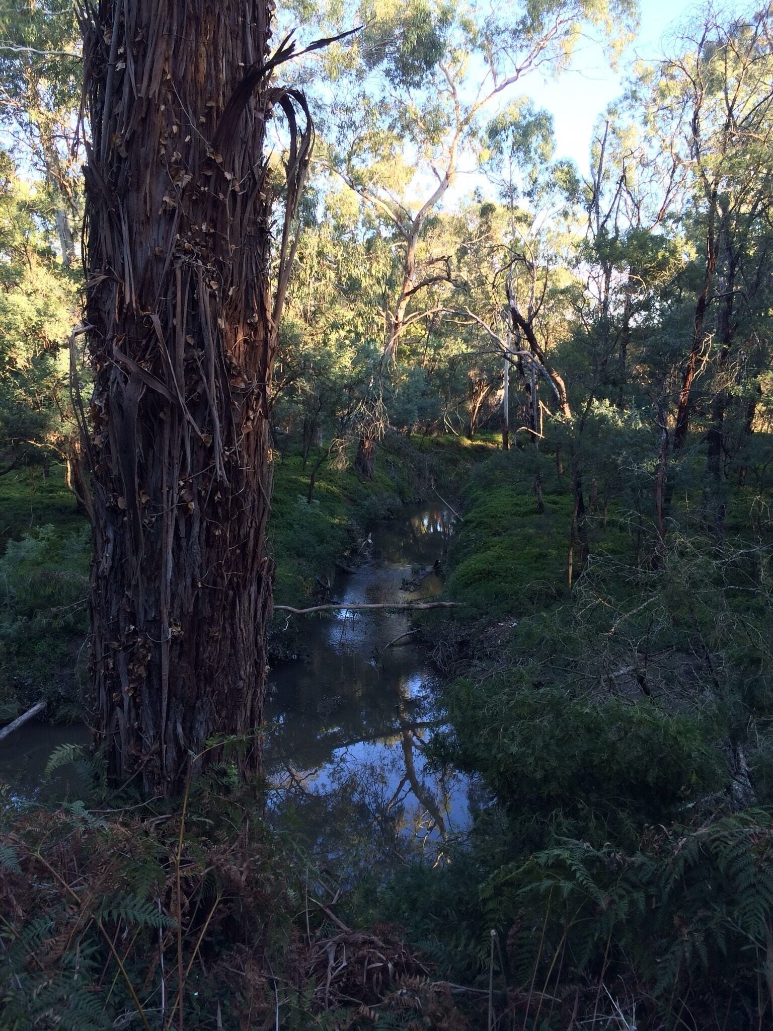 Shepherds Bush Park is a large natural sanctuary in my local habitat and a short walk from where I live.  
The Dandenong Creek runs through the area and creates connecting parklands which form the very extensive Dandenong Valley Parklands in southeast #Melbourne.
#NationalPark
#iPhoneonly
#localhabitat
#Green
#Australia