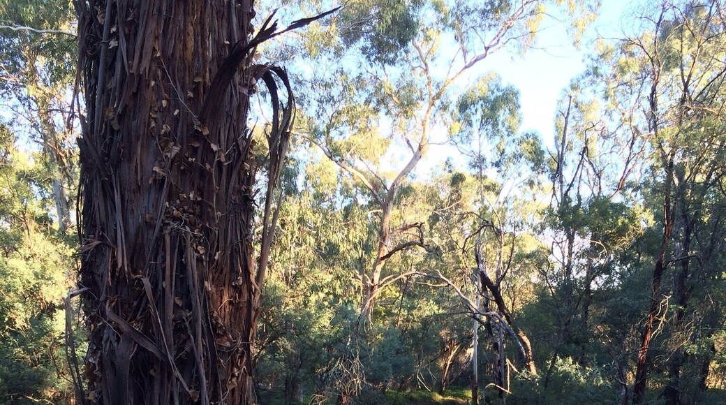 Shepherds Bush Park is a large natural sanctuary in my local habitat and a short walk from where I live.
The Dandenong Creek runs through the area and creates connecting parklands which form the very extensive Dandenong Valley Parklands in southeast #Melbourne.
#NationalPark
#iPhoneonly
#localhabitat
#Green
#Australia