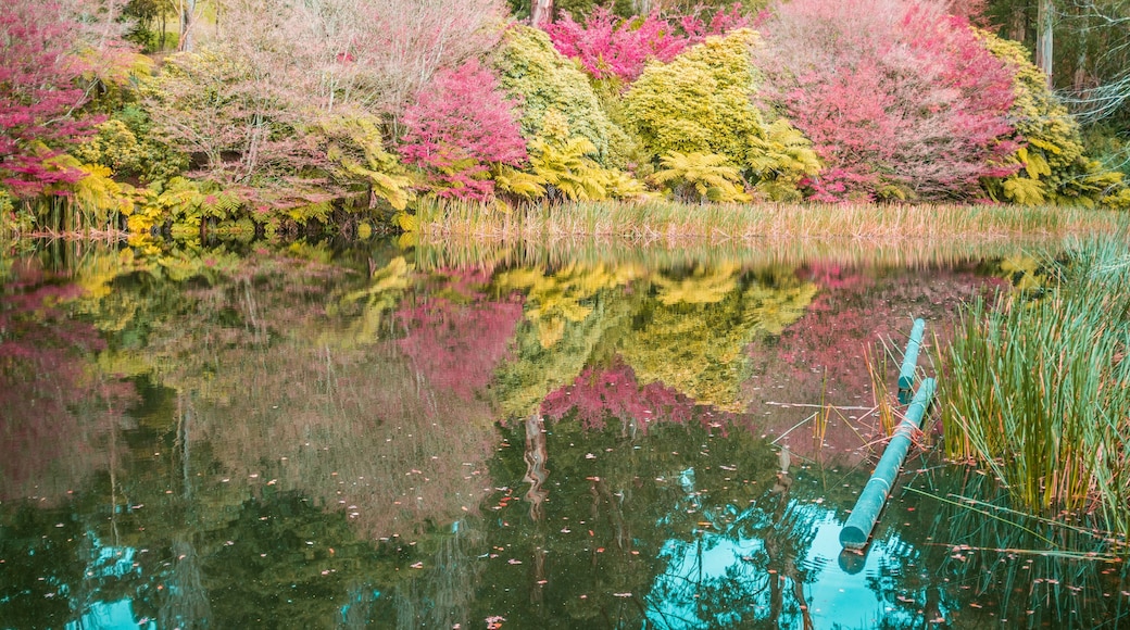 The lake in autumn. National Rhododendron Gardens, Olinda, Australia.