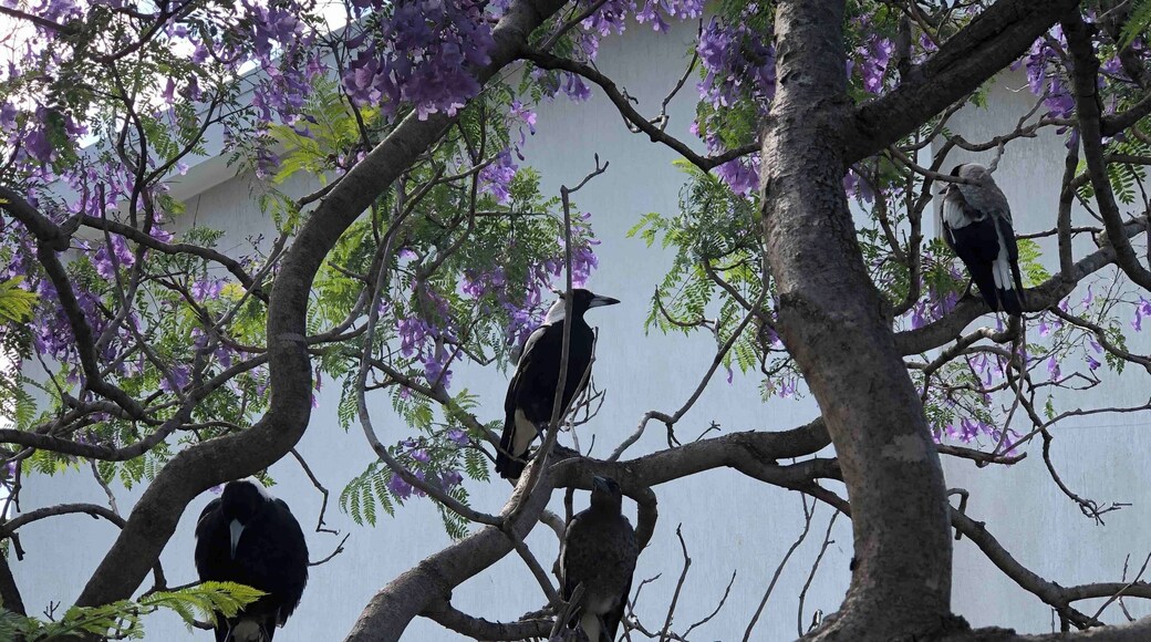 This is Australia at Christmas.
Magpies on a Jacaranda tree