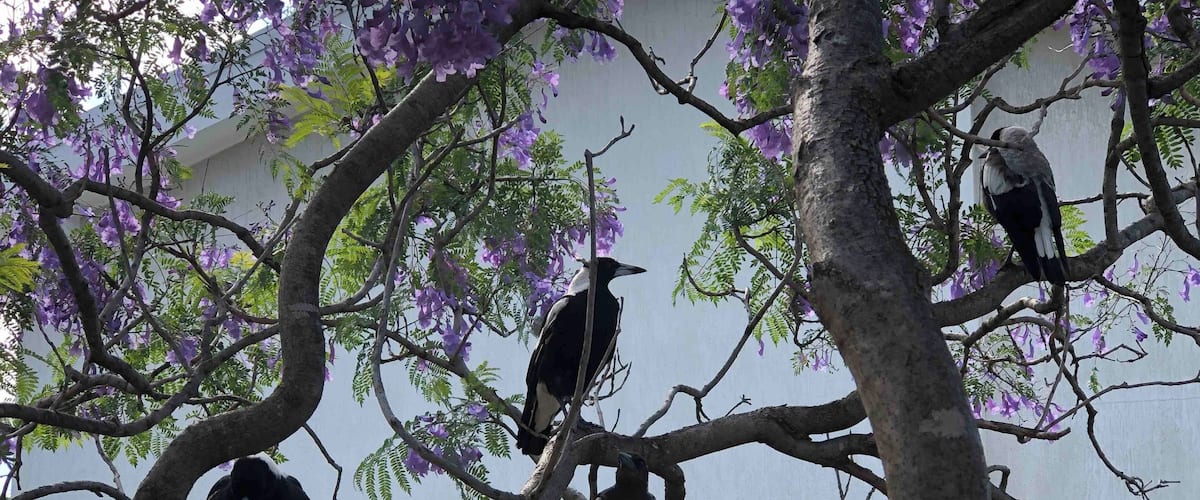 This is Australia at Christmas.
Magpies on a Jacaranda tree