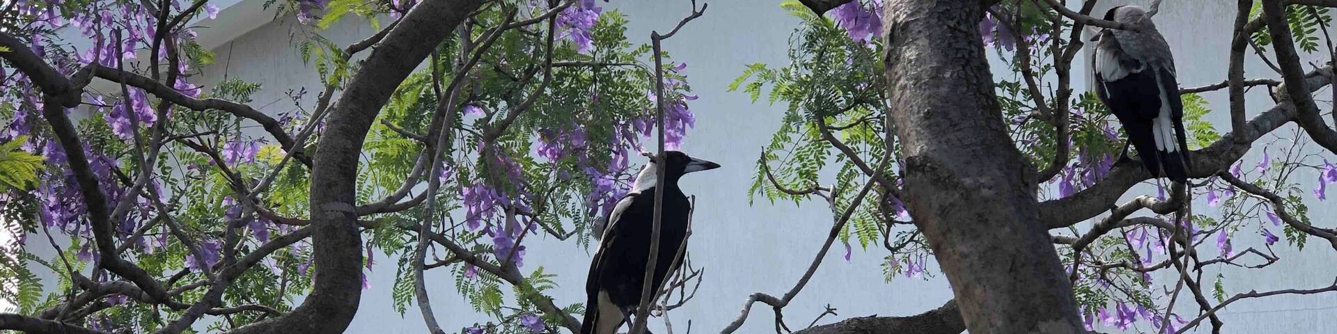 This is Australia at Christmas.
Magpies on a Jacaranda tree