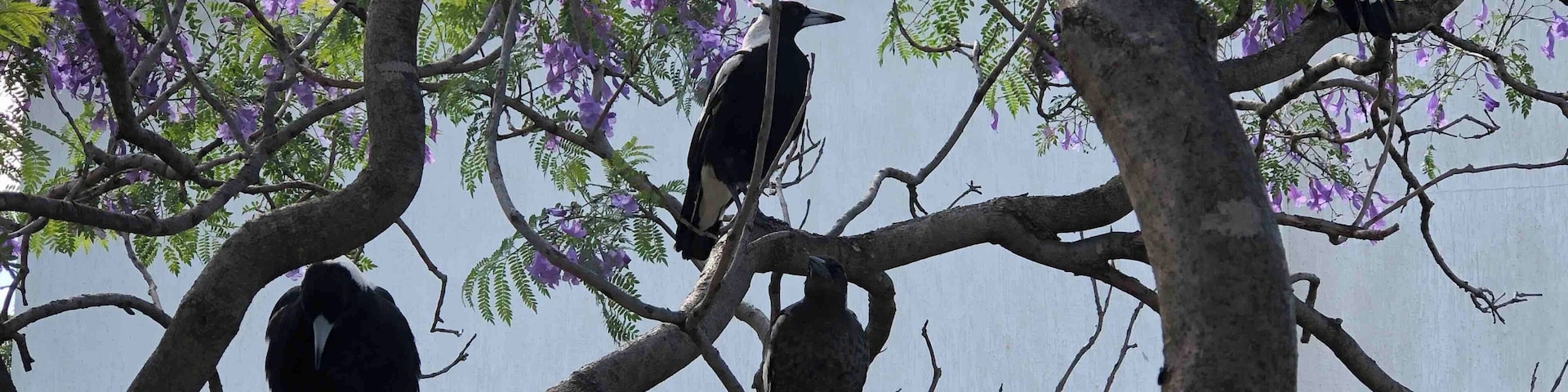 This is Australia at Christmas.
Magpies on a Jacaranda tree