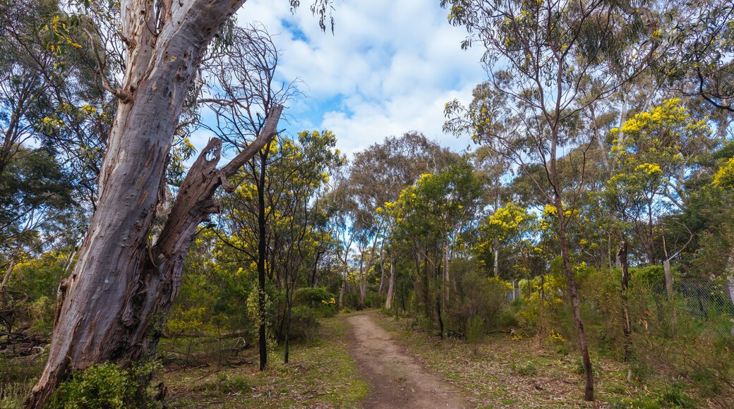Gresswell Conservation Reserve in Melbourne Australia