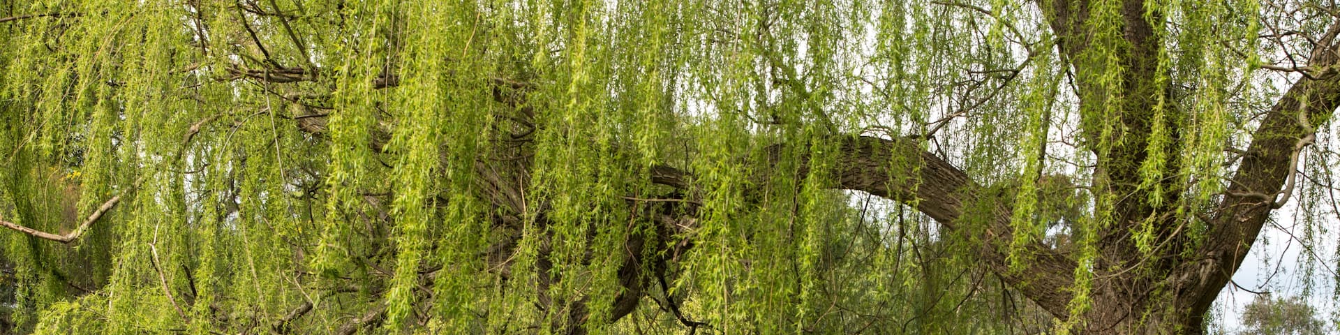 A willow tree overhanging a calm river, surrounded by lush greenery.