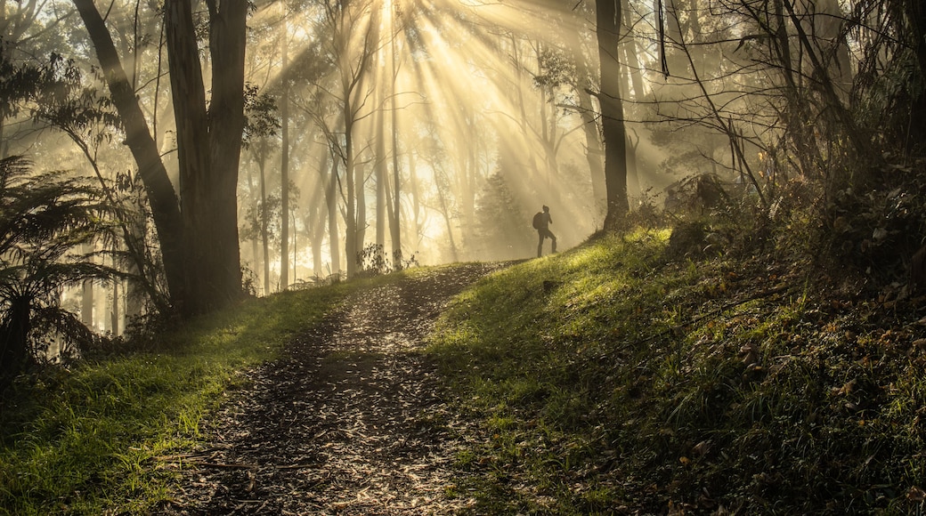 Hiker standing on a misty forest trail with sunbeams in the Dandenong Ranges National Park