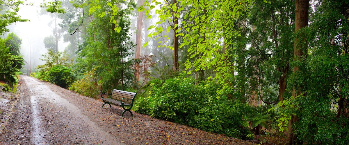 Dirt Road Passing Through The Rainforest In The Dandenong Ranges