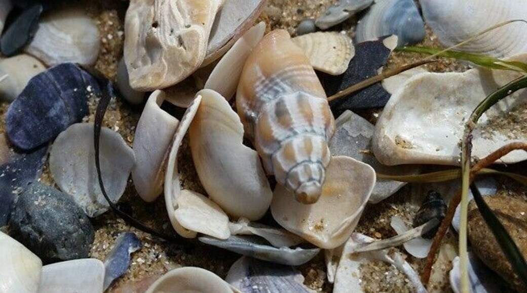 Beach comers heaven at Point Cook Coastal Park!
What a great little park to escape the rat race for a short walk, a bit of bird watching or a stroll on the beach.
The soundtrack is the call of the local birds and the crashing waves and the fantastic BBQ and picnic facilities, surrounded by an open area and playground coupled with a few short walks makes this a fantastic option for a quick lunch break escape from werribee or a family outing on the weekend!
Like all parks close to town there is a little bit of rubbish so please take yours home with you and be aware the gates to the park close at 7pm. (Remember to always leave shells where you find them, especially in Marine Parks like this). Enjoy :)
#beach #werribee
