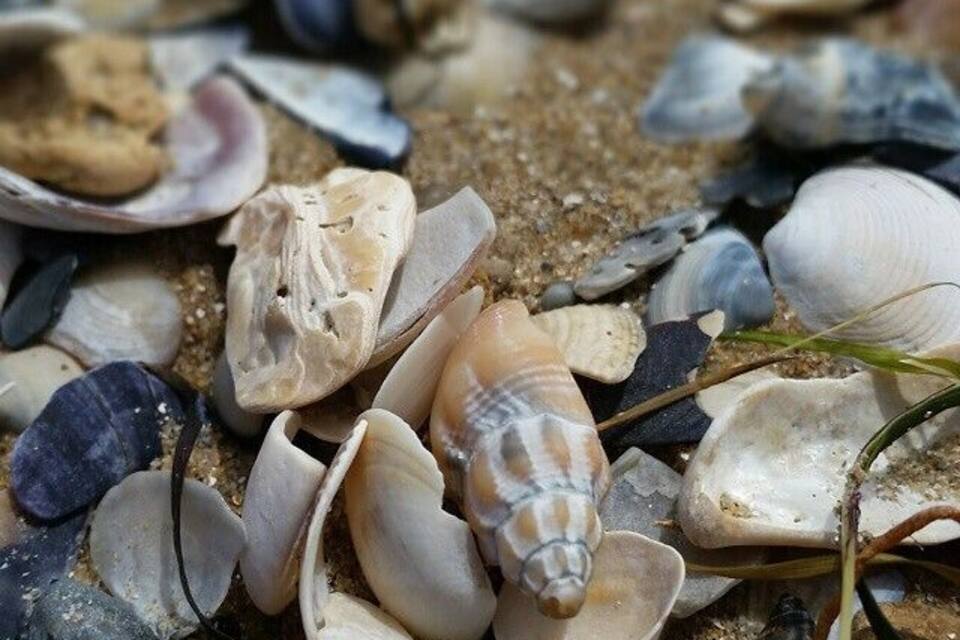 Diversas conchas marinas y piedrecitas en una playa arenosa.