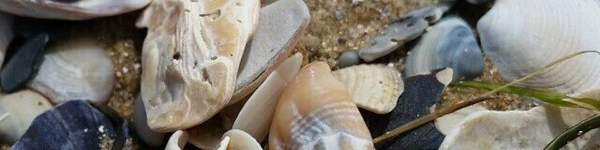 Beach comers heaven at Point Cook Coastal Park! 
What a great little park to escape the rat race for a short walk, a bit of bird watching or a stroll on the beach. 
The soundtrack is the call of the local birds and the crashing waves and the fantastic BBQ and picnic facilities, surrounded by an open area and playground coupled with a few short walks makes this a fantastic option for a quick lunch break escape from werribee or a family outing on the weekend!
Like all parks close to town there is a little bit of rubbish so please take yours home with you and be aware the gates to the park close at 7pm. (Remember to always leave shells where you find them, especially in Marine Parks like this). Enjoy :)
#beach #werribee